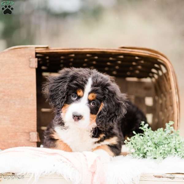Lucy, Miniature Bernese Mountain Dog Puppy